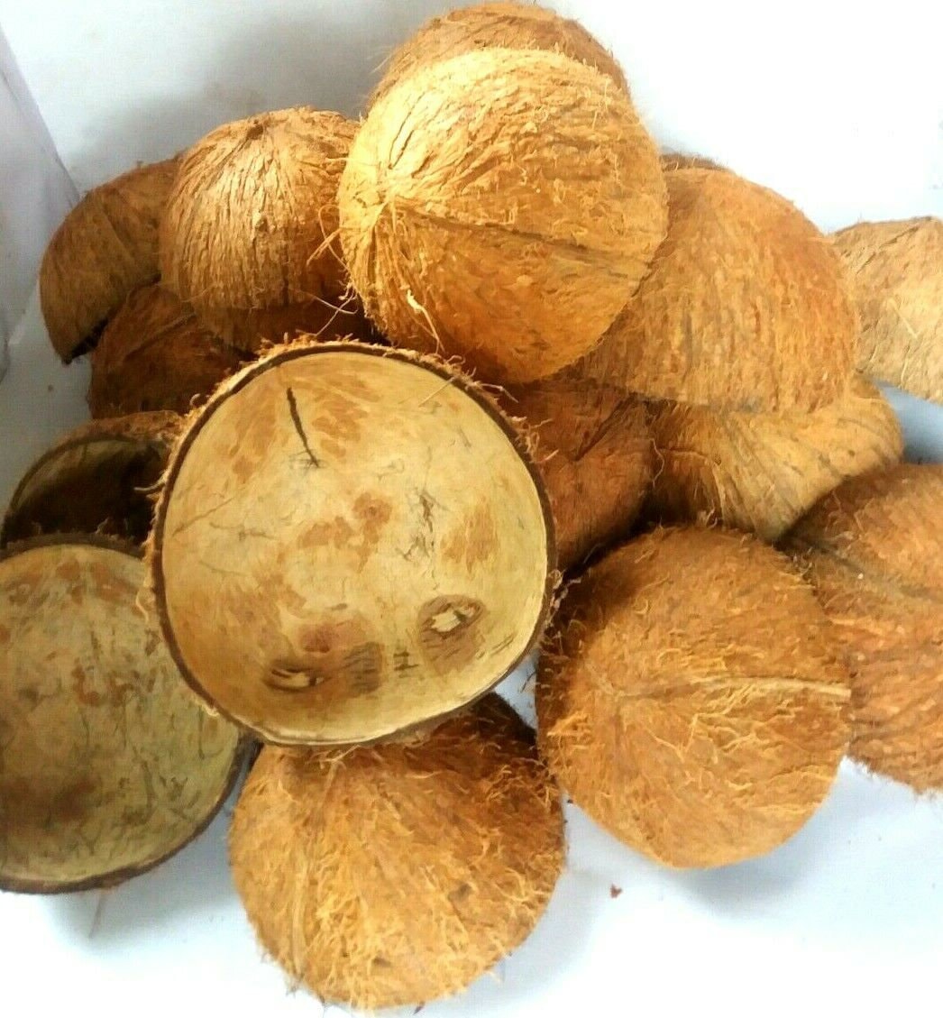 COCONUT SHELL 100% Natural Pure Eco Friendly Ceylon Coconut Shell Halves