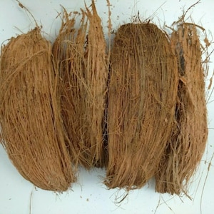 May include: Close-up of several pieces of brown coconut husk fiber. The fibers are long, coarse, and densely packed, with a natural, earthy appearance. The husks are arranged against a white background.