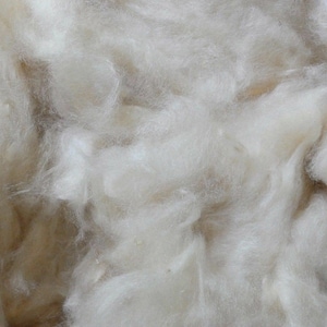 Op de afbeelding: Een close-up van een stapel witte, pluche wolvezels.
