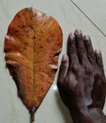 Indian Almond Leaves Dried | Catappa Leaves for Betta, Shrimp & Aquarium | Natural Water Conditioner Leaf product logo