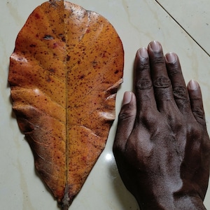 Op de afbeelding: Een groot, droog, oranje blad met bruine vlekken en nerven ligt naast een donkerbruine hand met lange vingers.