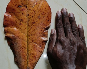 Sun Dried Indian Almond Leaves 100% Naturally Aged Catappa Leaf for Fish, Shrimp, Aquarium