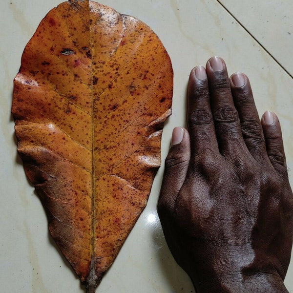 Sun Dried Indian Almond Leaves 100% Naturally Aged Catappa Leaf for Fish, Shrimp, Aquarium