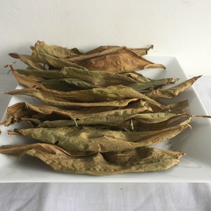 Dried Insulin plant Leaves|Spiral Flag|Fiery Costus|Chamaecostus CuspINSULIN PLANT Leaf Tea|Best Herbal Tea|Costus Igneus Tea