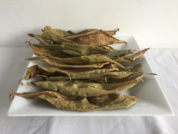 Insulin Plant Leaves Dried | Costus Igneus Herbal Tea | Spiral Flag Fiery Costus Leaf