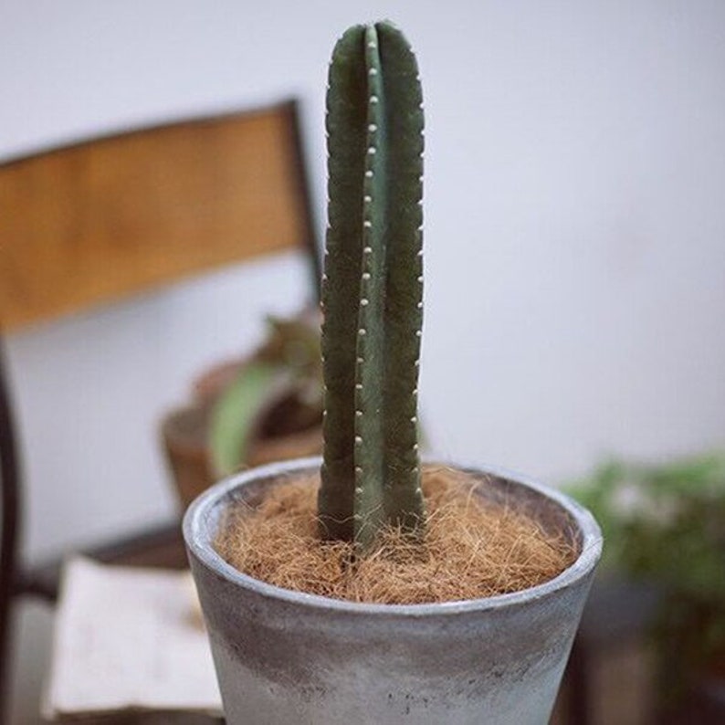 Puede incluir: Un cactus alto y verde con un solo tallo que crece en una maceta de cer&aacute;mica gris. La maceta est&aacute; llena de coco coir marr&oacute;n.