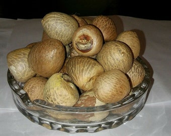 Whole Supari Grade A Quality Ceylon Betel Nuts Areca Catechu Nuts 100% Pure Organic Natural Dried Nuts