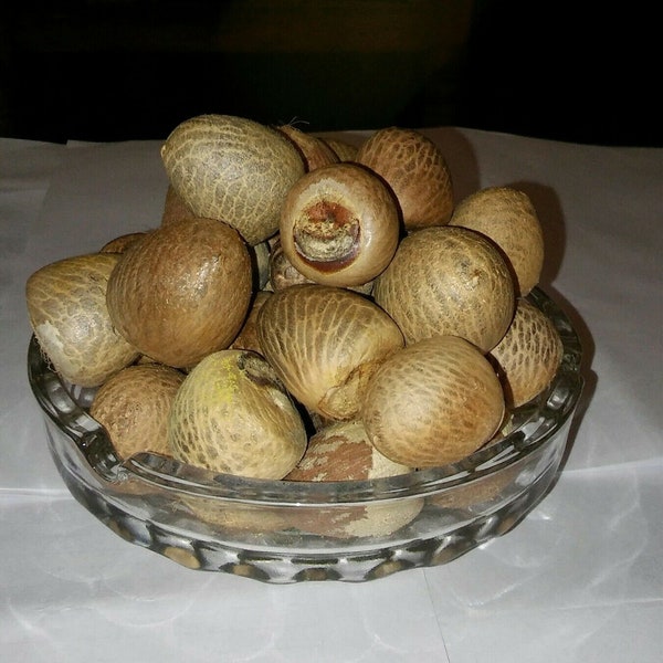 Ganze Supari-Betelnüsse der Güteklasse A aus Ceylon, Areca-Catechu-Nüsse, 100 % reine, natürlich getrocknete Bio-Nüsse