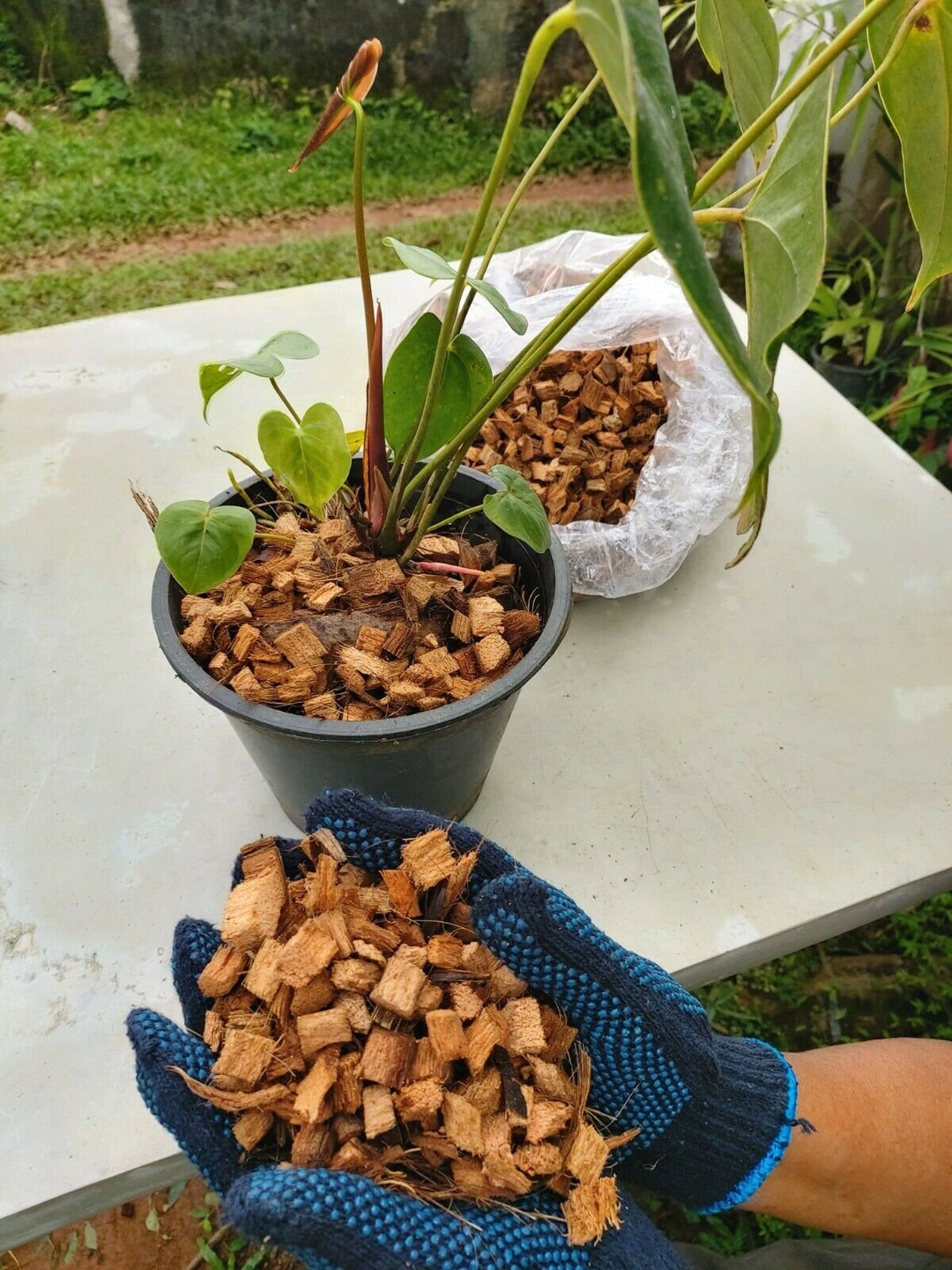 Coconut (coco) Husk Chips - Great Additive to Orchid Mixes