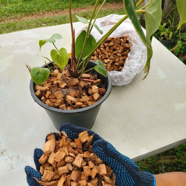 Chips di buccia di cocco (cocco) - Ottimo additivo per miscele di orchidee e alberi di agrumi Molto pulito 100% biologico Chips di buccia di cocco per fiori di orchidee