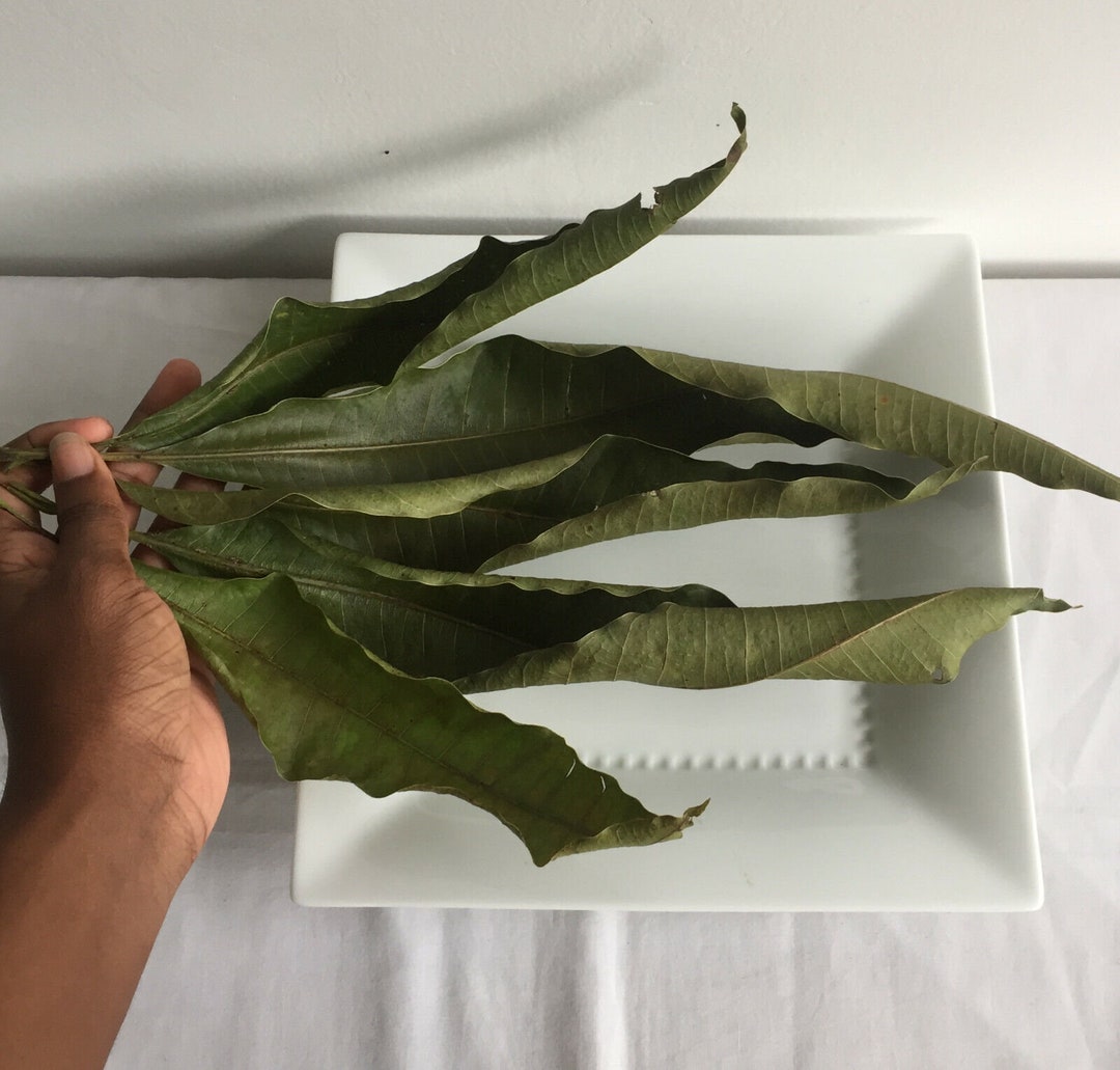 100 Organic Natural Dried Mango Leaves Herbal Mango Leaf Tea Etsy