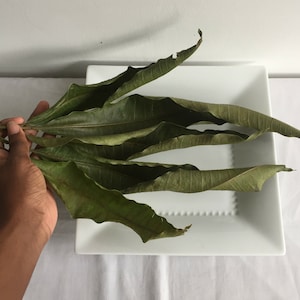 100% Organic Natural Dried Mango Leaves Herbal Mango Leaf Tea