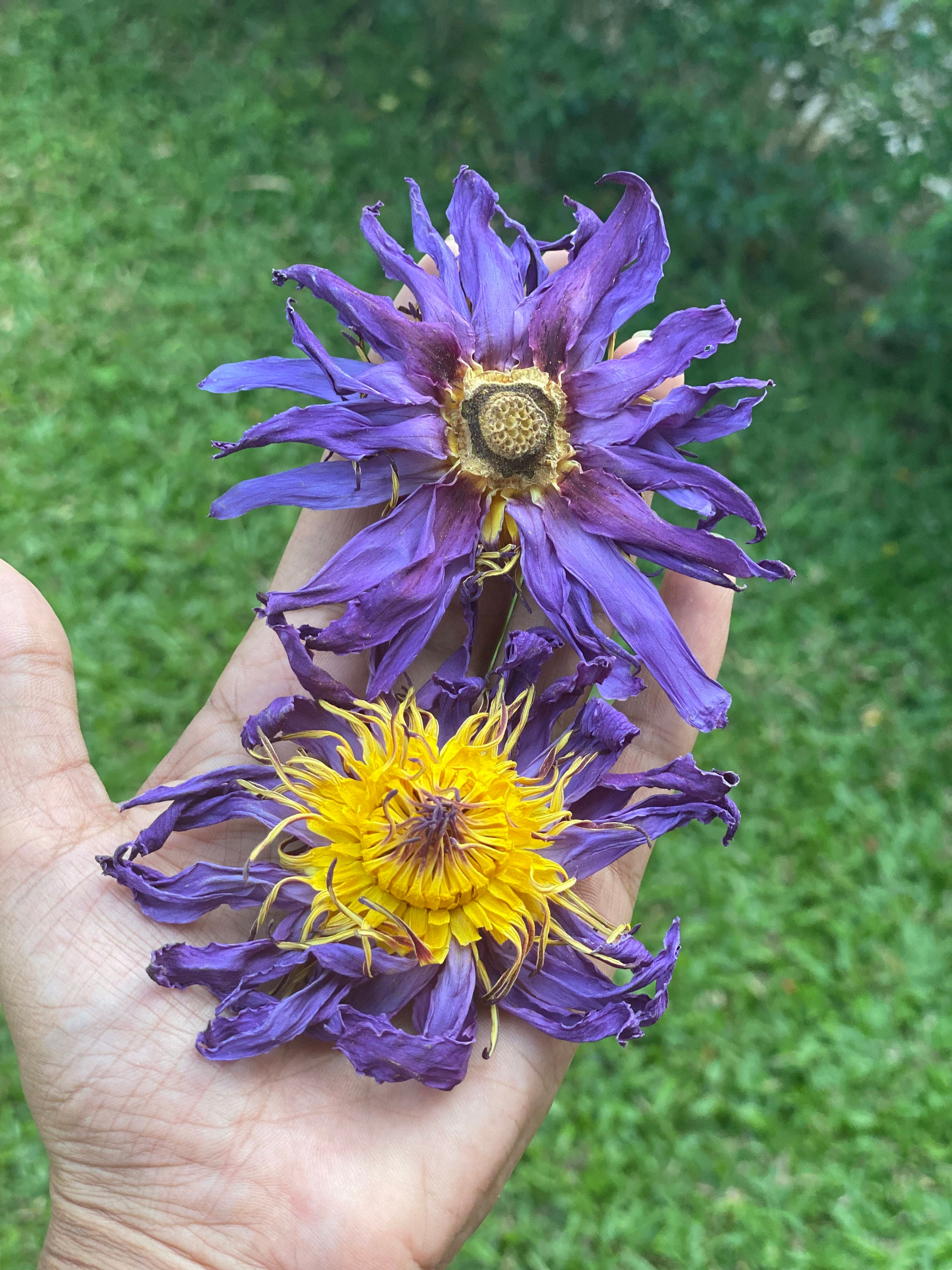 バレエ typeW grateful/checked flower smoke blue Edelweiss' Mod Magnifique Bouquet in Santa Monica CA