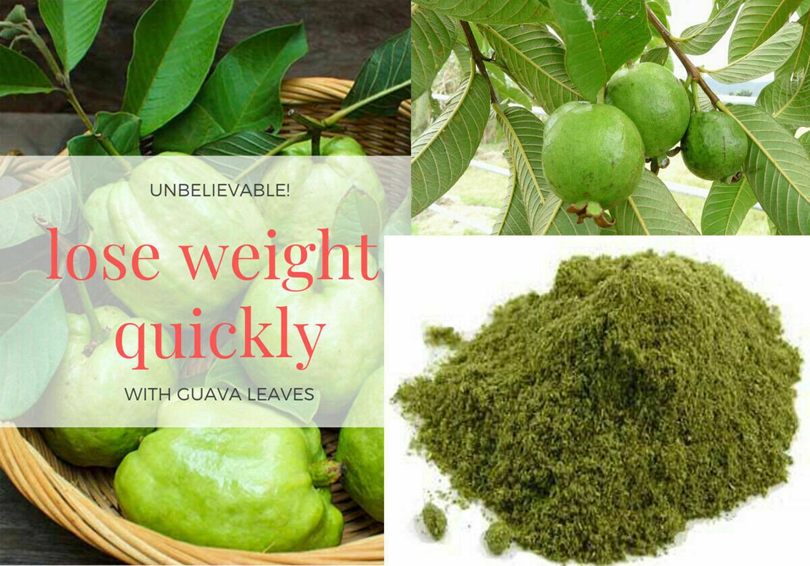 Organic GUAVA Leaves Powder Weight loss Anti Hair Loss Herbal Etsy