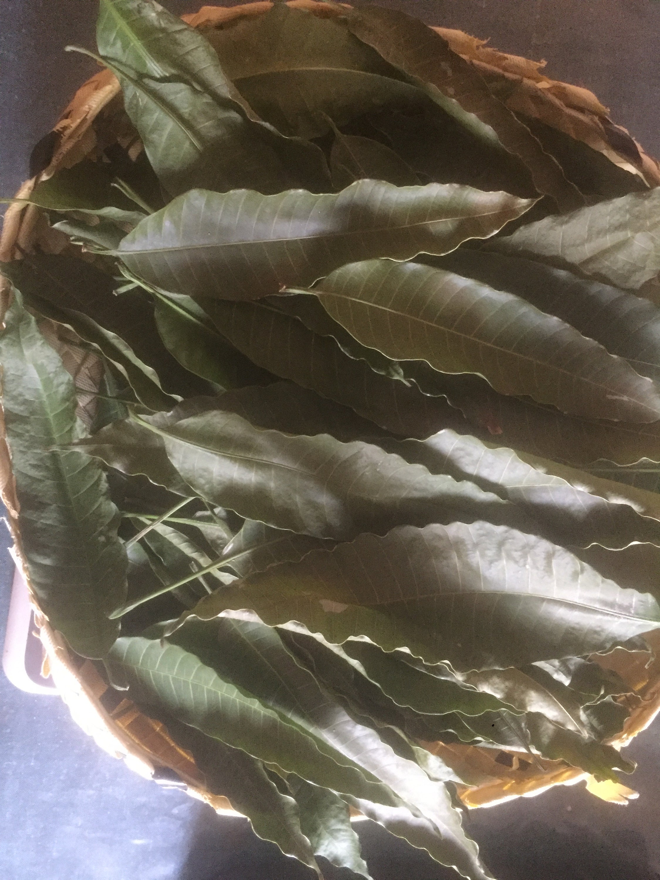 Dried Mango Leaves 100 Pure Organic Natural Leaf From Sri Etsy Canada