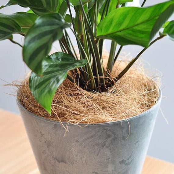 Coco Husk Fiber for Plants | Coconut Coir for Orchids, Anthurium | Natural  Growing Medium | Drainage & Root Support - Etsy Finland