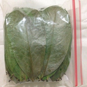 Feuilles de corossol séchées 100 % biologiques/Guanabana/Graviola/Annona muricata/Guayabano
