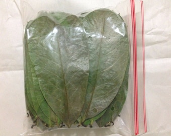 Feuilles de corossol séchées 100 % biologiques/Guanabana/Graviola/Annona muricata/Guayabano