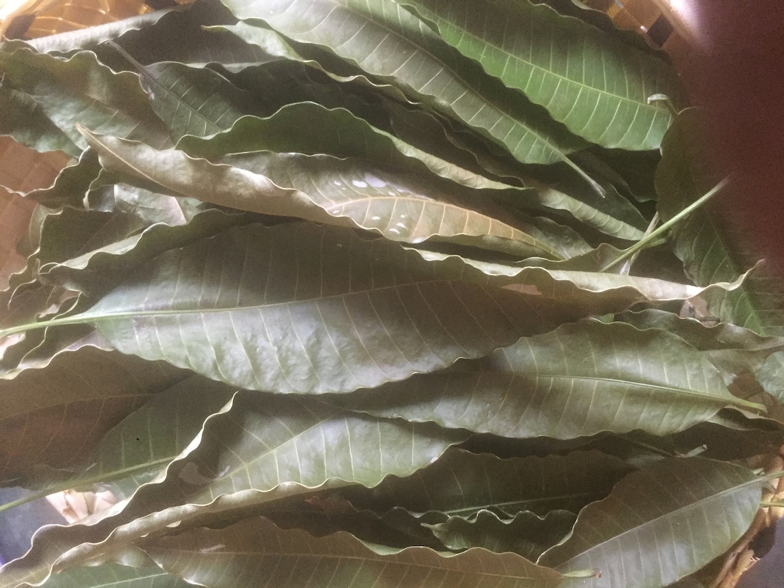Dried Mango Leaves 100 Pure Organic Natural Leaf From Sri Etsy UK
