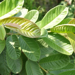 100% Organic Guava Leaves Fresh Green Dried Psidium Guajava Leaf Best Natural Herbal Guava Tea image 2