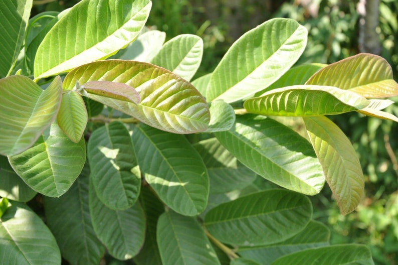 100% Organic Guava Leaves Fresh Green Dried Psidium Guajava Leaf Best Natural Herbal Guava Tea image 2