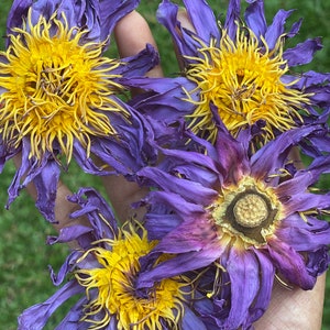 Dried Blue Lotus Flowers Nymphaea Caerulea Nuciferine Herbal Tea Free Shipping