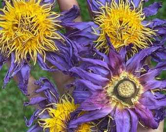 Té de hierbas de flores de loto azul secas / Nymphaea caerulea, infusión botánica