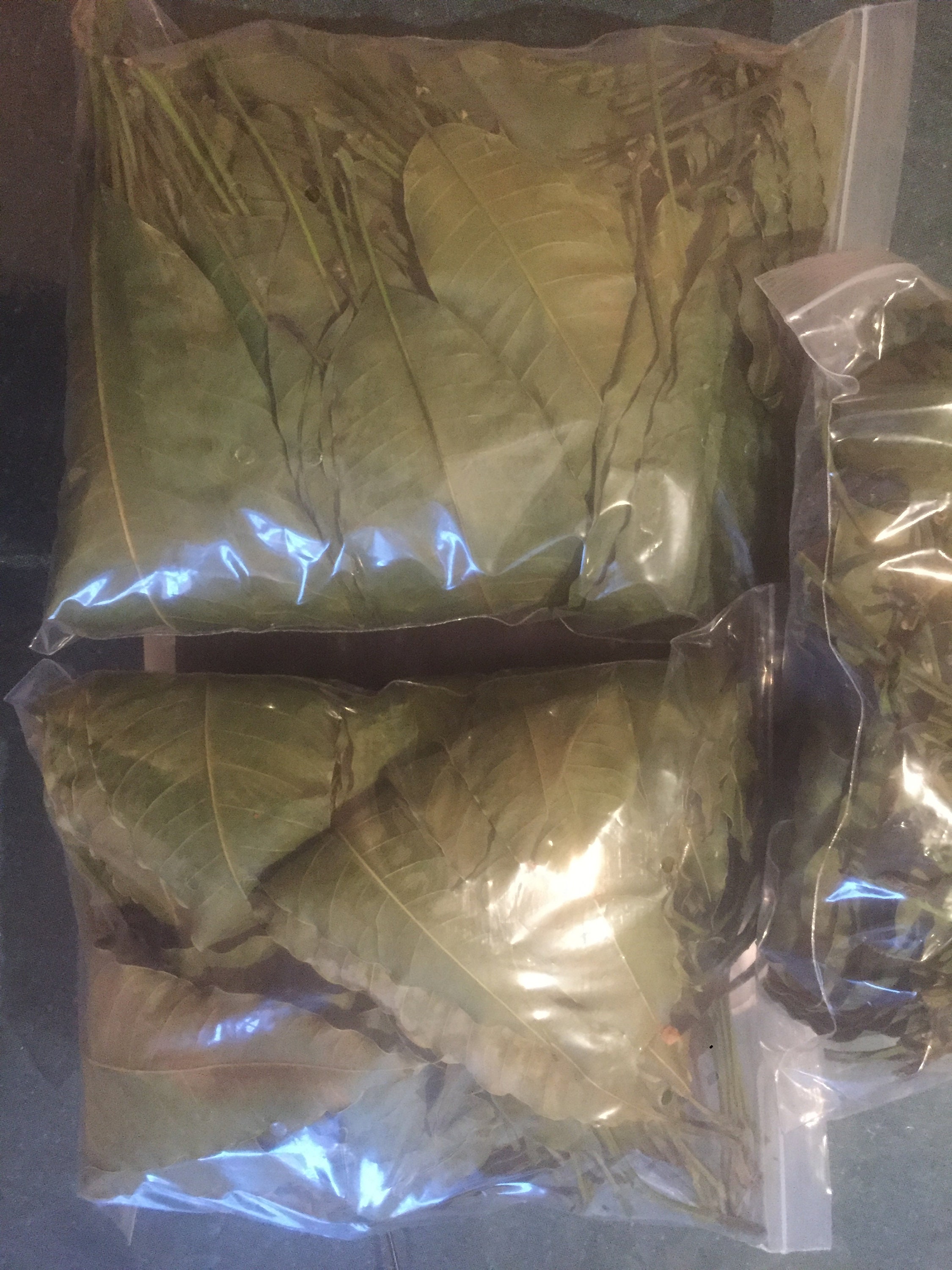 Dried Mango Leaves 100 Pure Organic Natural Leaf From Sri Etsy