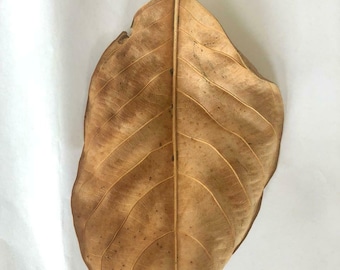 Hojas de yaca secas / Hojas para biopelícula de acuario / Hoja natural para acuario de camarones y peces