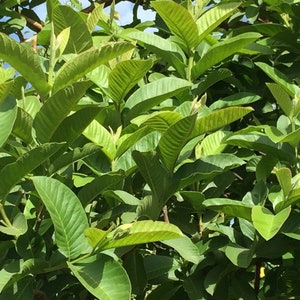 100% Organic Guava Leaves Fresh Green Dried Psidium Guajava Leaf Best Natural Herbal Guava Tea image 4