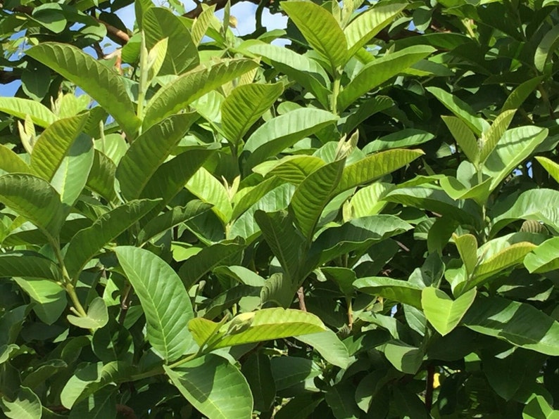 100% Organic Guava Leaves Fresh Green Dried Psidium Guajava Leaf Best Natural Herbal Guava Tea image 4