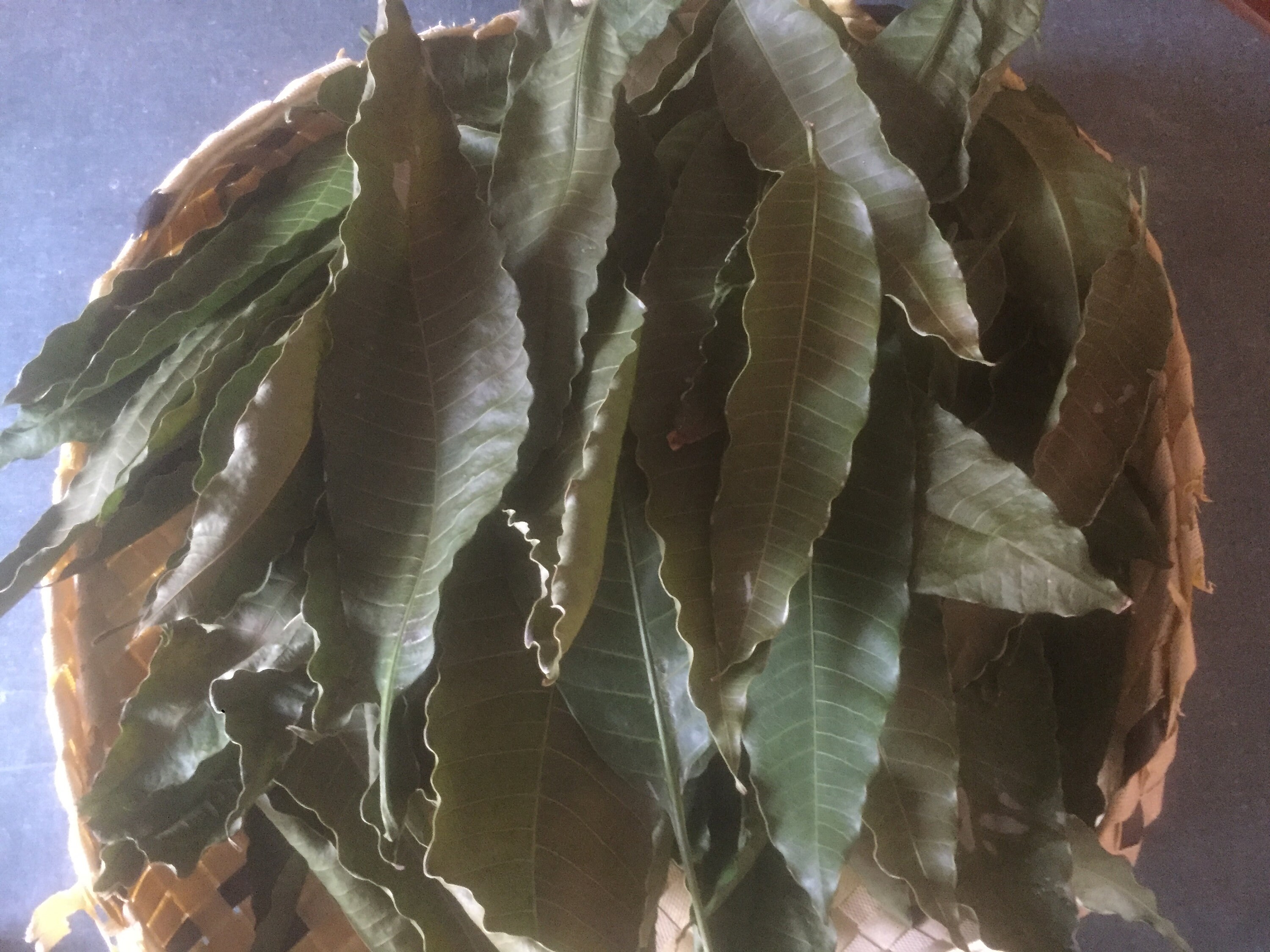 Dried Mango Leaves 100 Pure Organic Natural Leaf From Sri Etsy Canada