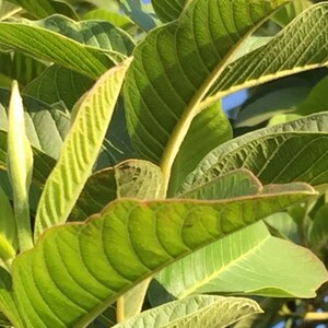 100% Organic Guava Leaves Fresh Green Dried Psidium Guajava Leaf Best Natural Herbal Guava Tea image 5