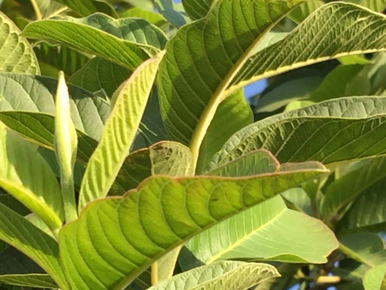 100% Organic Guava Leaves Fresh Green Dried Psidium Guajava Leaf Best Natural Herbal Guava Tea image 5