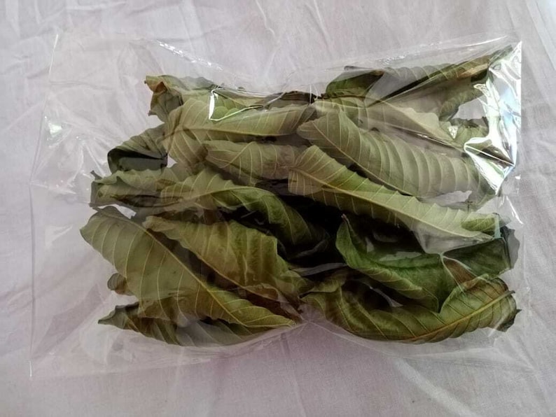 100% Organic Guava Leaves Fresh Green Dried Psidium Guajava Leaf Best Natural Herbal Guava Tea image 9