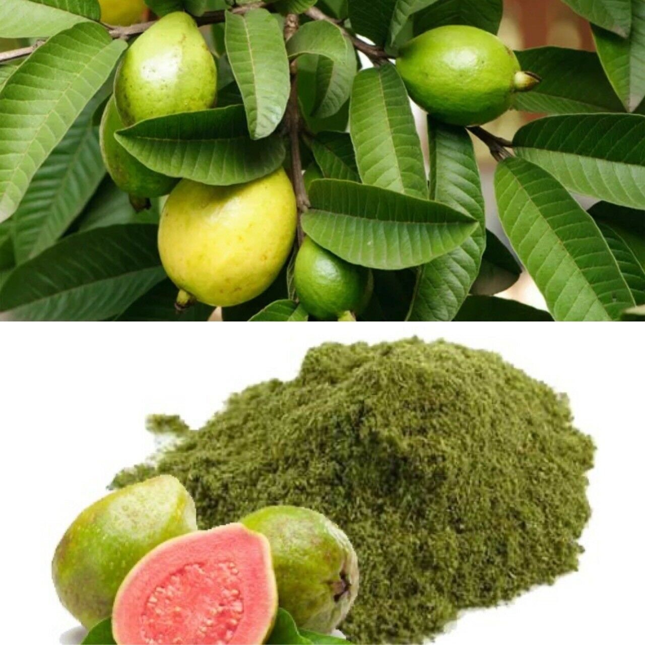 Hoja de guayaba polvo hierbas té de hierbas quemador de grasa Etsy