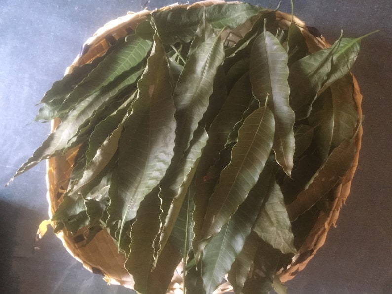 Dried Mango Leaves 100 Pure Organic Natural Leaf From Sri Etsy