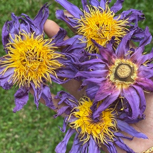 Biologische hele blauwe lotusbloemen ~ Egyptische blauwe lotus ~ geplette blauwe lotus ~ blauwe lotuskruid ~ heilige waterlelie ~ WERELDWIJD GRATIS VERZENDING