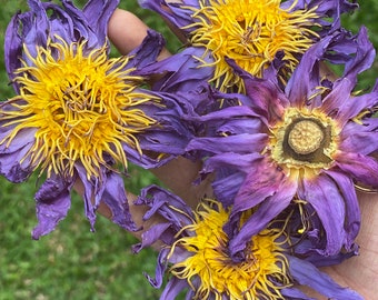 Flores de loto azul secas / Té de hierbas de nenúfar sagrado egipcio