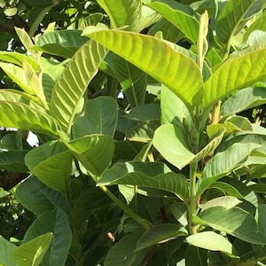 100% Organic Guava Leaves Fresh Green Dried Psidium Guajava Leaf Best Natural Herbal Guava Tea image 3