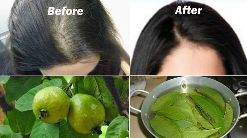 100% Organic Guava Leaves Fresh Green Dried Psidium Guajava Leaf Best Natural Herbal Guava Tea image 8