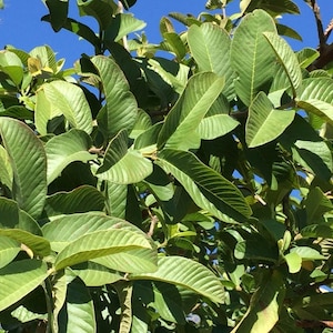 100% Organic Guava Leaves Fresh Green Dried Psidium Guajava Leaf Best Natural Herbal Guava Tea image 6