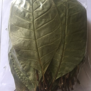 100% Pure Natural Organic Fresh Green Dried Cashew Leaves Anacardium Occidentale Cashew Leaf