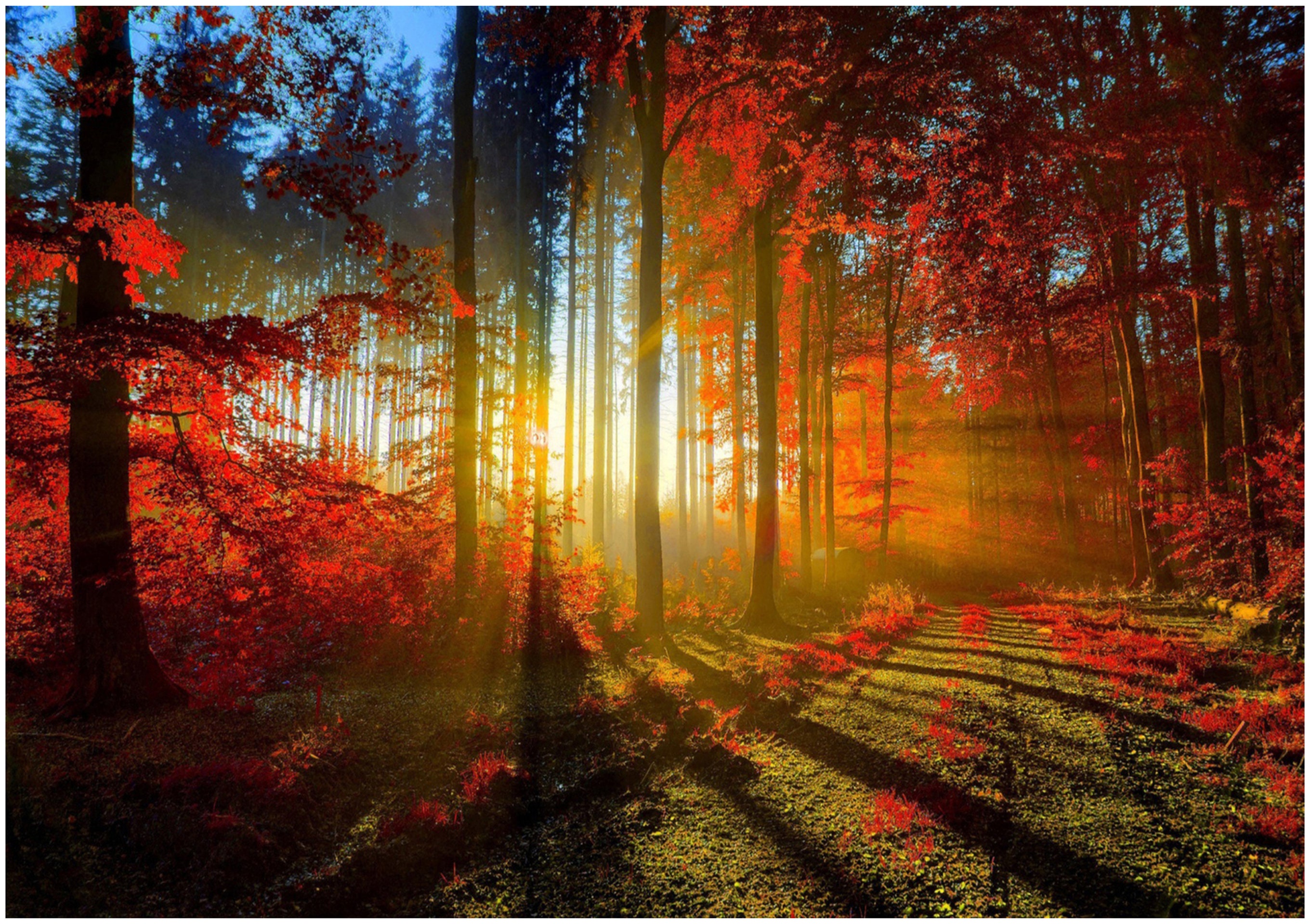 Сказочный лес секвойя сша. Тайга хвойный бор непроходимая. Тропинка в солнечном лесу. Warm forests. Осенний лес деревья.