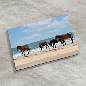 Wild Horses Canvas Print