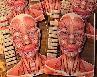 Puede incluir: Primer plano de una cara humana con las características anatómicas de los músculos y las arterias etiquetadas. La cara está representada en un estilo realista con una estructura muscular y vasos sanguíneos detallados. Las etiquetas están impresas en pequeñas tarjetas rectangulares y se colocan alrededor de la cara.