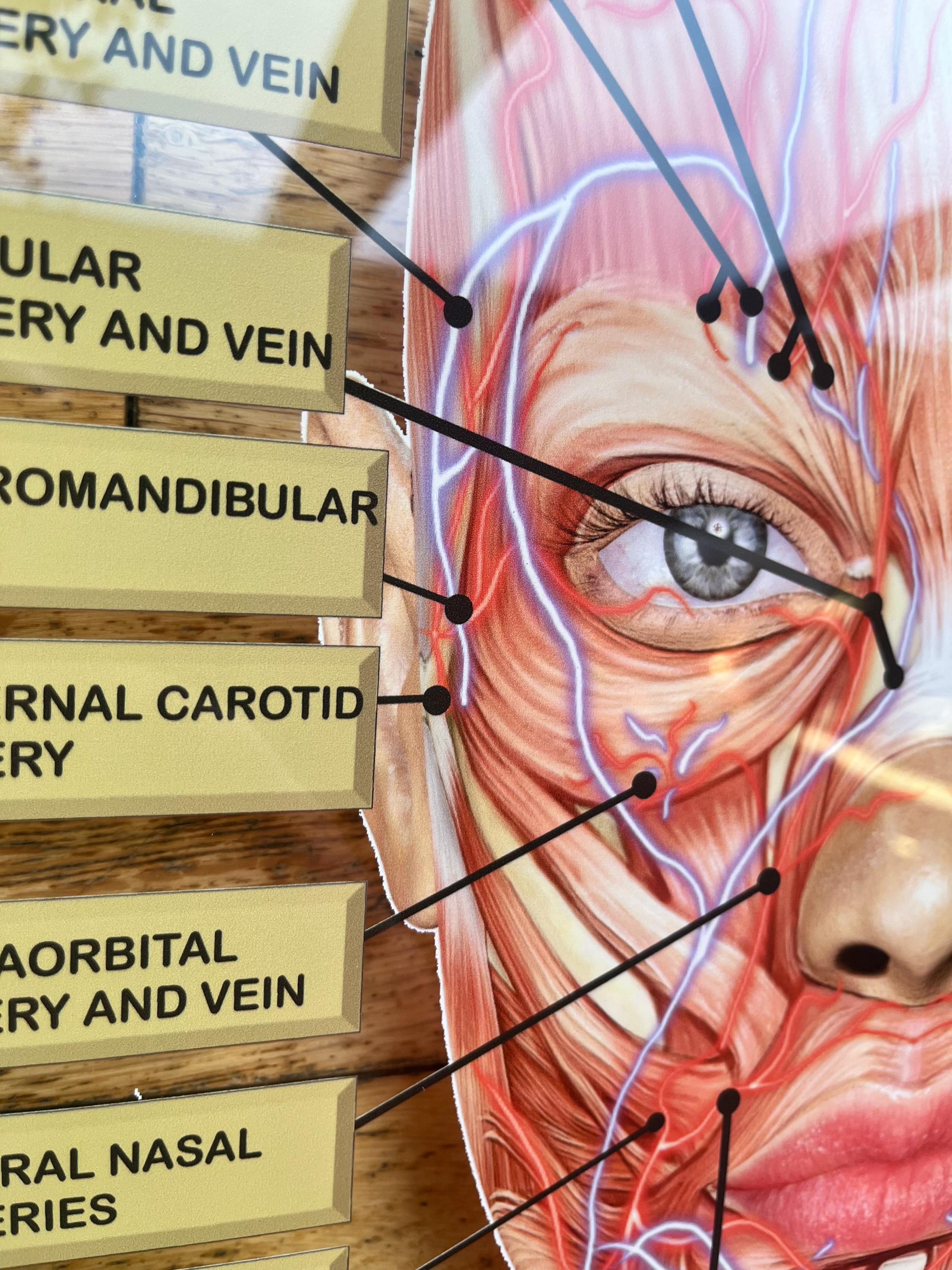 WALL ART Facial Anatomy Graphic for Facial Muscles or Veins. Botox ...