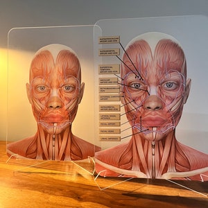 May include: A detailed anatomical illustration of the human face and neck, showing the muscles, arteries, and veins. The image is labeled with the names of the different structures.