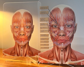 Aesthetics Training Academy / Consultation Facial Anatomy Graphic for Veins And Arteries.  Botox & Filler