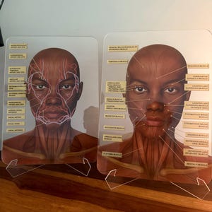 BUNDLE OFFER - Set of 2 - Muscles + Veins & Arteries  - Aesthetics, Consultation Facial Anatomy Graphic.